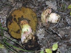 Boletus-rhodoxanthus_Абрау_3
